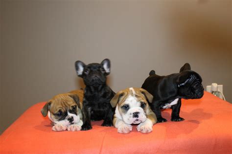 Cute french bulldog puppies are looking for a loving home! Bulldogs of Long Island | French Bulldog Breeder ...