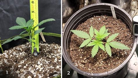 How To Grow 3 Week Old Autoflowers