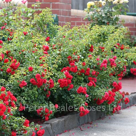 Scarlet Flower Carpet Procumbent Rose Peter Beales Roses The