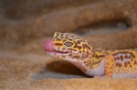 Do Leopard Geckos Make Good Pets Zoonerdy