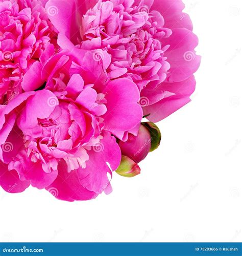 Bouquet Of Pink Peony Flowers In A Corner Stock Photo Image Of Green