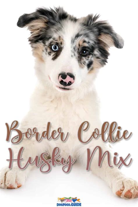 Is Border Collie Husky Mix For You 3 Best Care Tips And Buyers Guide