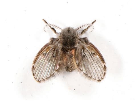 Drain Fly Facts What Causes Them How To Identify And More