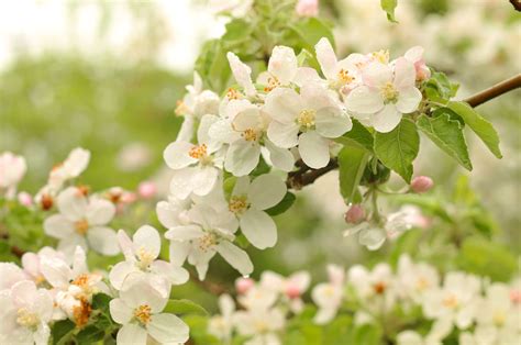 Apple Blossom Flowering Flowers Spring Tenderness Wallpapers Hd
