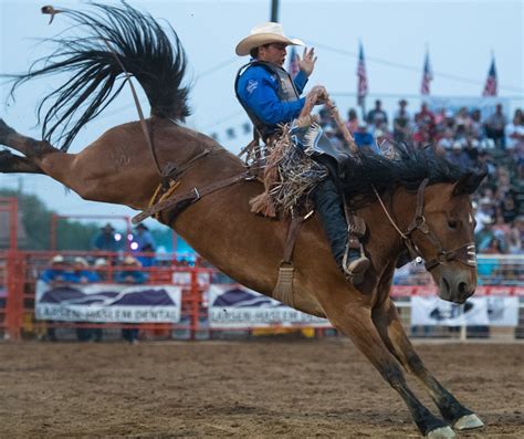 Saddle Bronc Riding Vernals Dinosaur Roundup Rodeo