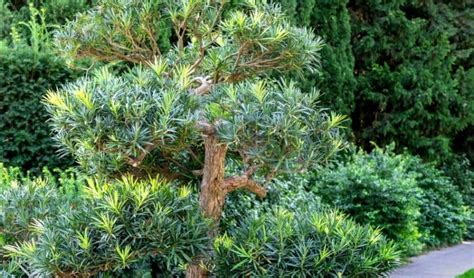 How To Grow Podocarpus From Cuttings 12 Steps Gardening Tips And Tricks