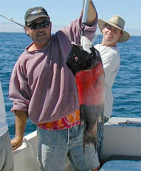 California Sheephead Fish Pictures And Species Identification