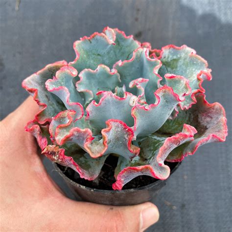 Echeveria Lady Aquarius Has Marksspecial Price Let Love Grow