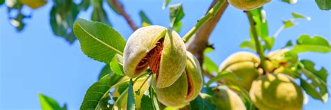 Almond Tree Care Planting And Growing Tips Uk