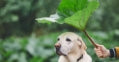 It covers any damages to. What auto insurance coverage is mandatory in Ontario ...