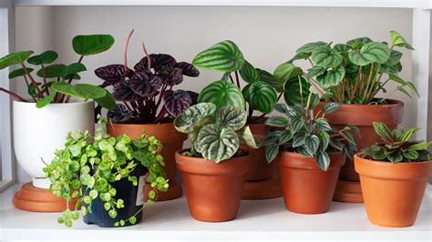 Do Indoor Plants Purify Air Live Science