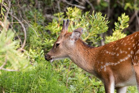 Sika Deer Assateague Island National Sashore Photograhpermf Flickr