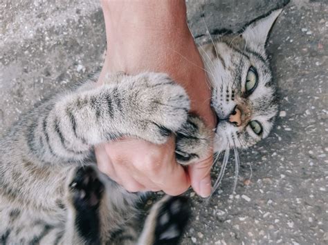 Understanding Feline Behavior A Clingy Cat Could Need More Than Your
