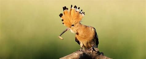 Hoopoe Symbolism Dreams And Messages Spirit Animal Totems