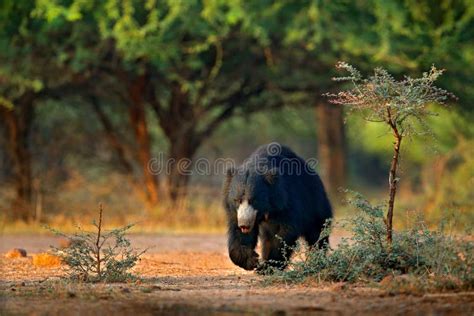 Urso De Pregui A Ursinus Do Melursus Parque Nacional De Ranthambore