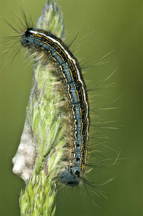 Lackey Moth Caterpillar Laying Eggs Photograph By Paul Harcourt Davies