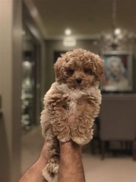 Our Handsome Apricot Toy Poodle ️ Poodle Puppy Puppies Cute Dogs