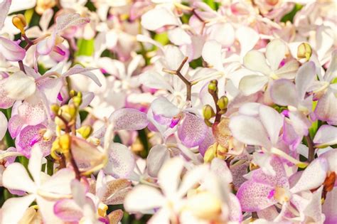 Premium Photo White And Lilac Orchid Field Closeup Flower Macro