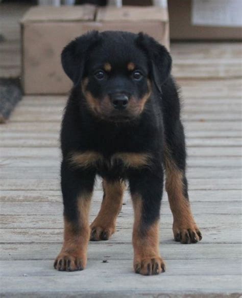 Feel free to browse hundreds of active classified puppy for sale listings, from dog breeders in pa and the surrounding areas. Daisy - female Rottweiler puppies for sale near Fort Wayne ...