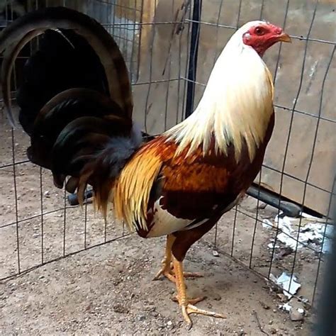 Pin By Milton On Gallos Finos Beautiful Chickens Pets Drawing