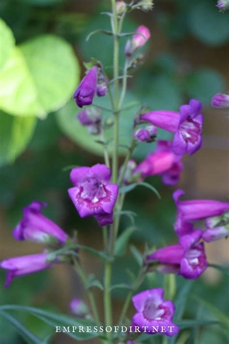 14 Delightful Early Summer Flowering Perennials — Empress Of Dirt