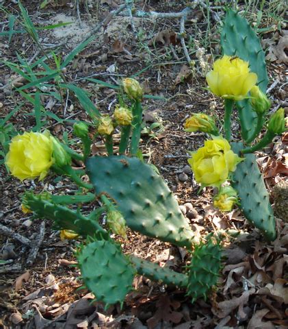 Plants adapt to be able to find and store water, as well as prevent water loss via whether dry or wet, these areas often contain water underground and plants are more likely to survive if their roots can reach a reliable water supply. Biogeography Themes | Shmoop