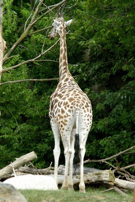 Lincoln Park Zoo Lincoln Park Zoo Giraffe Jack Flickr