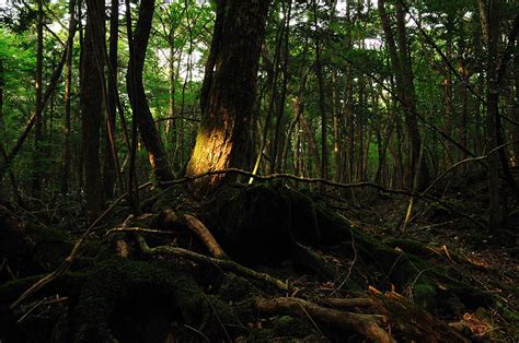 6 Hutan Paling Berhantu Dan Menyeramkan Di Dunia Iluminasi
