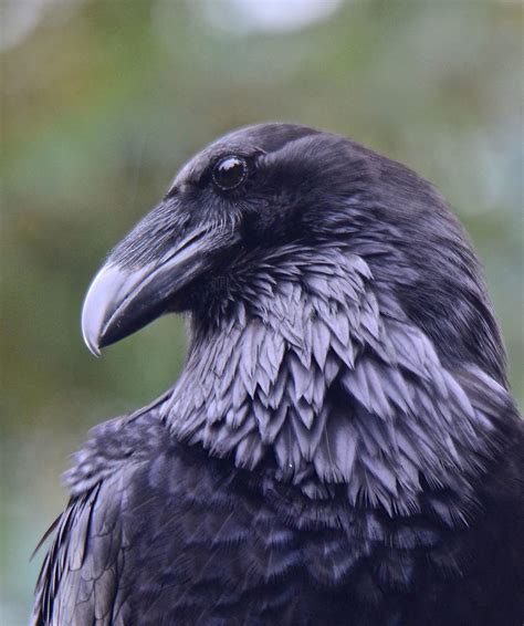 Voiceofnature Raven Bird Raven Photography Bird Photography