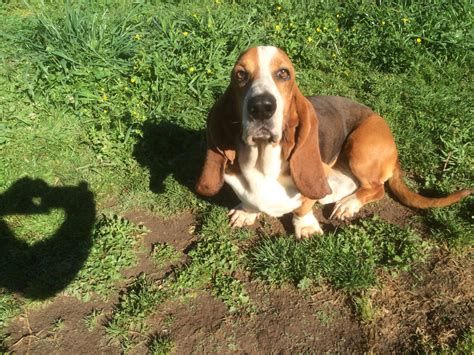 Find free puppies near me, adopt a puppy, buy puppies direct from kennel breeders and puppy owners in georgia. Basset Hound Puppies For Sale | Chattahoochee Hills, GA ...