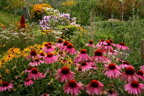 In the us you have to have a special permit to be able to care for wild animals. The Magpie's Fancy: Garden Inspiration
