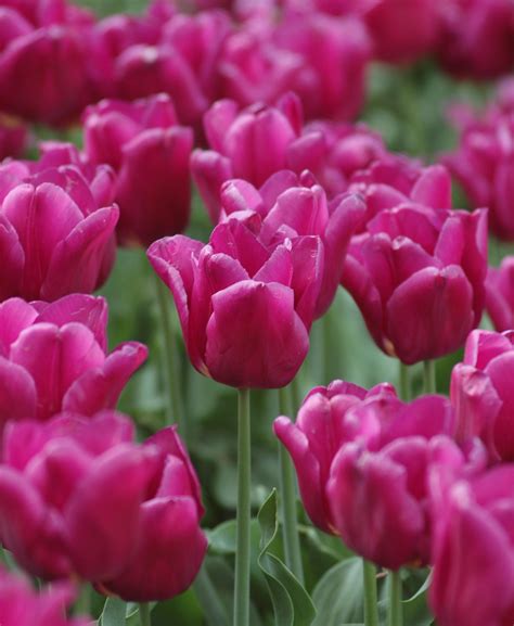 20050501 8459 Purple Tulips