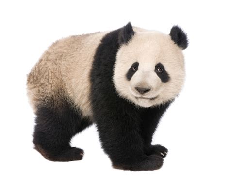 Premium Photo Giant Panda Ailuropoda Melanoleuca On A White Isolated