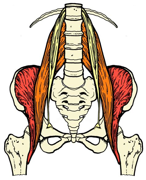 The torso or trunk is an anatomical term for the central part, or core, of many animal bodies (including humans) from which extend the neck and limbs. The Psoas Major