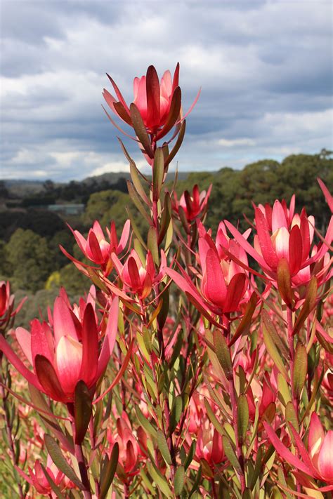 Leucadendron Safari Sunset Winter Colours Australian Flowers