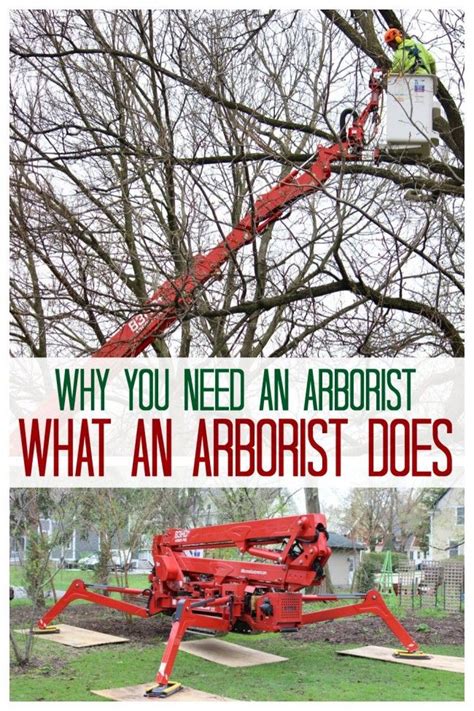 An arborist is someone who is trained to take care of trees. Why use an arborist? | Diy garden projects, Container ...