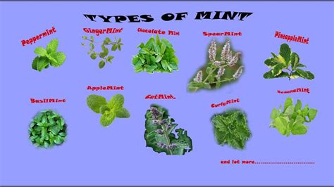 Mint Types Mint Varieties Culinary Herbs Pudina Type And Its Uses For