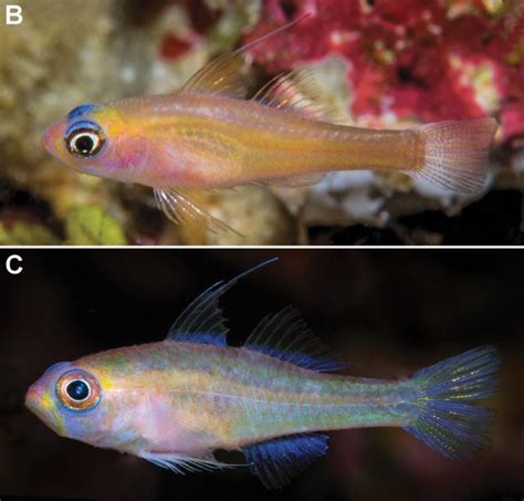 Two New Blue Eyed Gobies From Papua New Guinea Reef Builders The Reef And Saltwater Aquarium