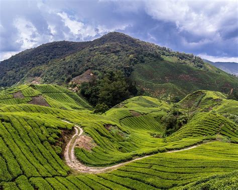 Cameron Highlands Wallpapers Wallpaper Cave