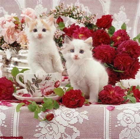 46 Kittens And Flowers Wallpaper On Wallpapersafari