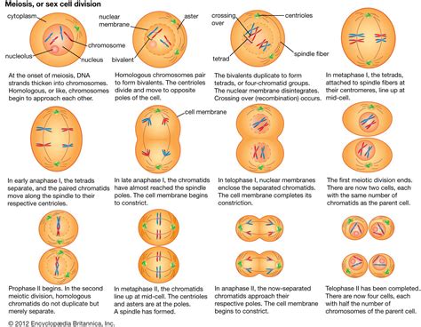 A Summary Of How Cell Division Meiosis In Cells Meiosis Plant And