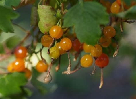 Pacific Northwest Edible Berries Flashdecks