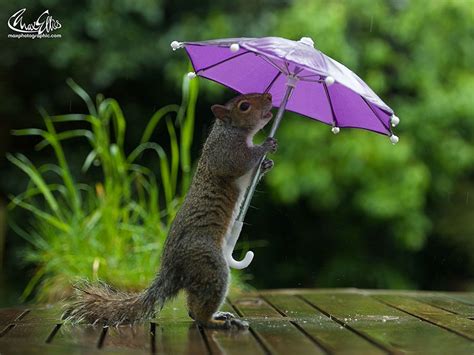 Squirrel Stays Dry In The Rain Thanks To A Tiny Umbrella Photos