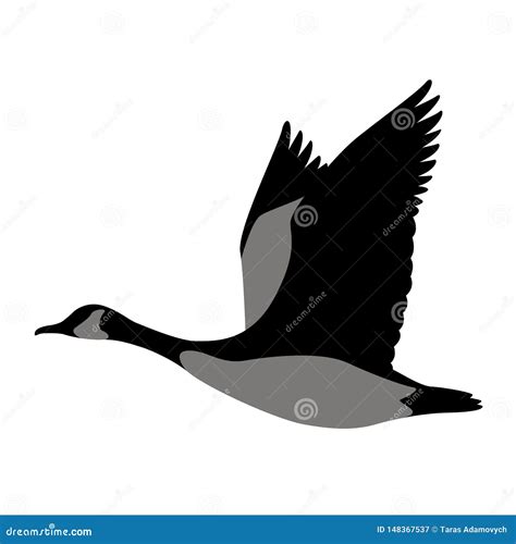 Goose Canadian Vector Illustrationblack Silhouette Profile