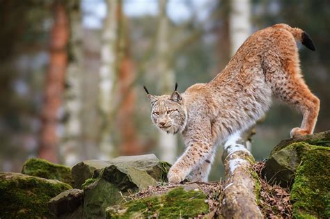 Animal Lynx Wallpaper Lego Wallpaper Free Desktop Wallpaper