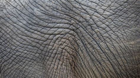 Hd Wallpaper Elephant Skin Structure Wrinkled Pattern One Animal