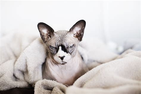 What You Need To Know About Bathing Your Cat Flipboard