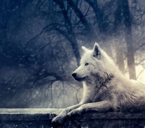 Wolf Snow Cool White Animal Winter Wolves Hd Wallpaper Peakpx