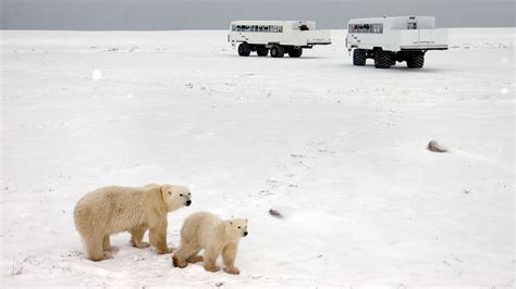 Churchill Polar Bears Independent Adventure By G Adventures Code