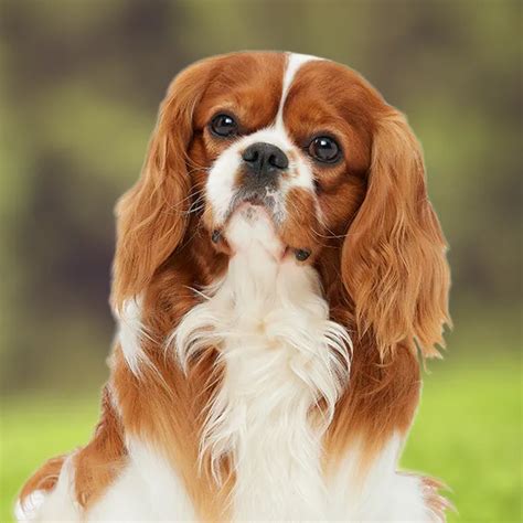 Cavalier King Charles Spaniel Weight Charts Life Expectancy Size And More